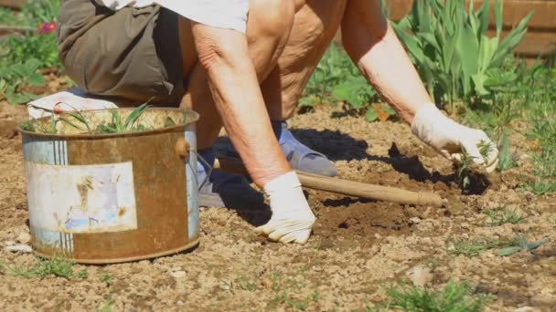 老妇人用手套去除花园里的杂草 — 图库视频影像
