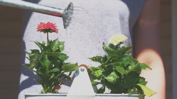 Дівчина Поливає Квіти Балончика — стокове відео