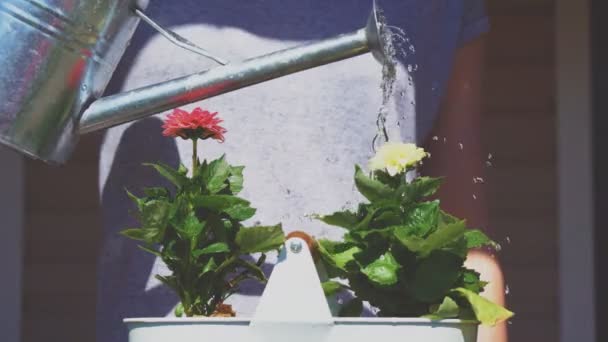 Girl Watering Flowers Watering Can — Stock Video