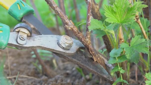 Pruning Cutting Branches Spring — Stock Video