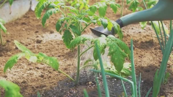 Riego Tomates Con Regadera Invernadero — Vídeo de stock