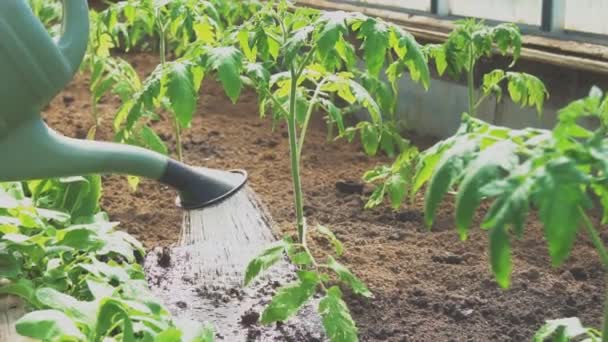 Tomaten Gewächshaus Mit Der Gießkanne Gießen — Stockvideo