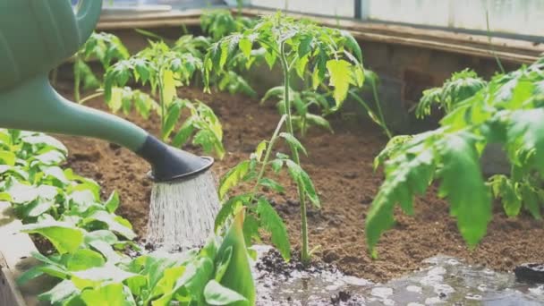 Watering Tomatoes Watering Can Greenhouse — Stock Video