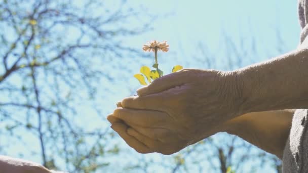 Zwei Hände Die Junge Blume Freien Zusammenhalten — Stockvideo