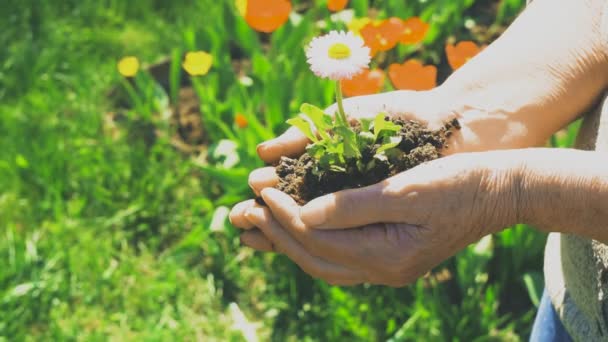 Two Hands Holding Together Young Flower Outdoors — Stock Video