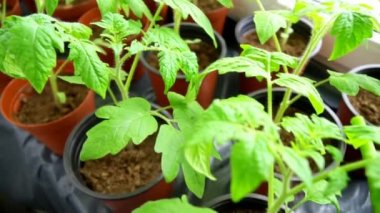 Pencere pervazı evde domates fidesi.