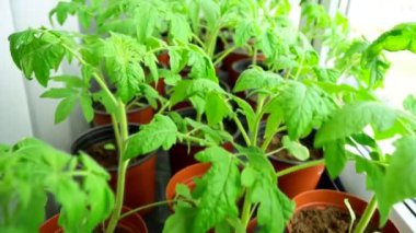 Pencere pervazı evde domates fidesi.