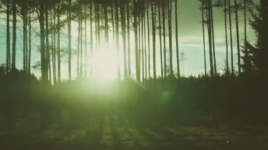 Ormanın üzerinde yanıp sönen güneş. Günbatımı.