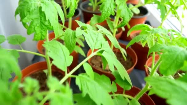 Plántulas Tomates Casa Alféizar Ventana — Vídeo de stock
