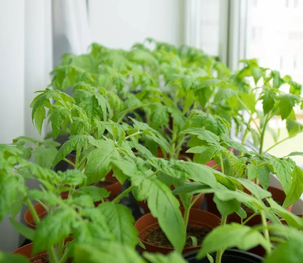 Jonge Tomatenplanten Vensterbank Thuis — Stockfoto