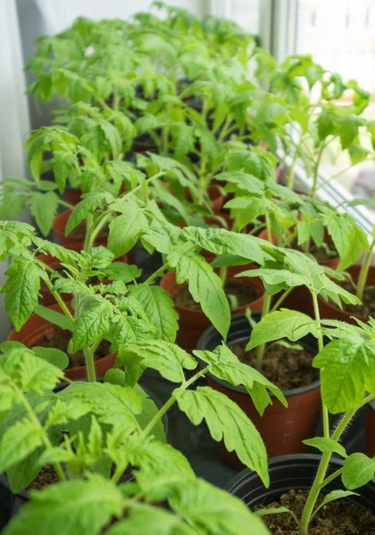 Jonge Tomatenplanten Vensterbank Thuis — Stockfoto