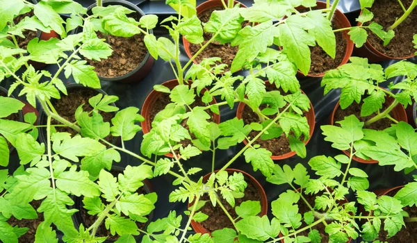 Jeunes Plants Tomates Sur Rebord Fenêtre Maison — Photo
