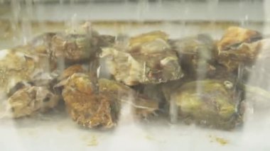 Su duş bir restoranda taze istiridye yaşamak