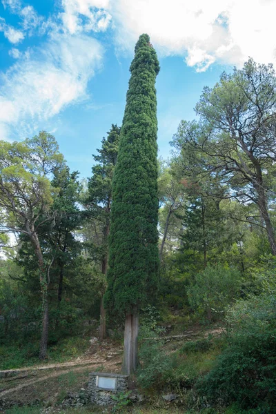 Τεράστιο Μακρύ Cupressus Στο Marjan Πάρκο Σπλιτ — Φωτογραφία Αρχείου