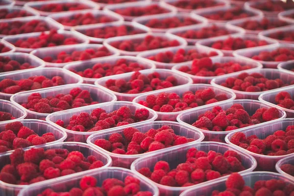 超市里有很多成熟的红莓树 — 图库照片