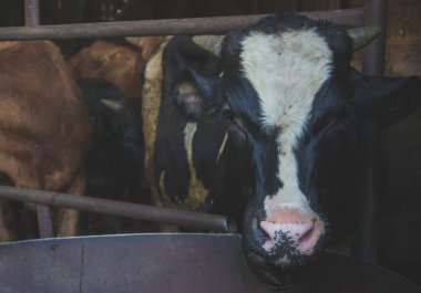 İnekler süt çiftlikte ahır içinde.