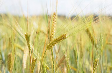 Bir çiftlik alanında büyüyen çavdar alan.