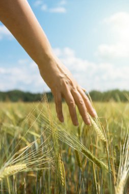 Çavdar bir çiftlik alanında dokunmadan el.