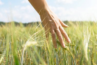 Çavdar bir çiftlik alanında dokunmadan el.