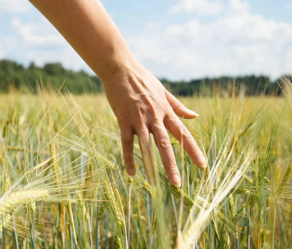 Mão Feminina Tocando Centeio Campo Fazenda — Fotografia de Stock