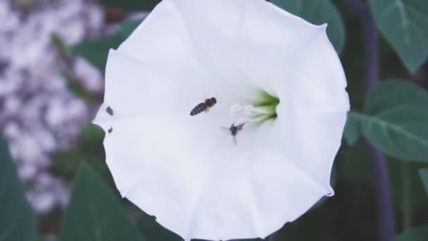 Dos Abejas Polinizan Una Flor — Vídeos de Stock