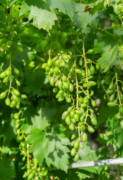 Vista Cerca Las Uvas Verdes Jóvenes —  Fotos de Stock