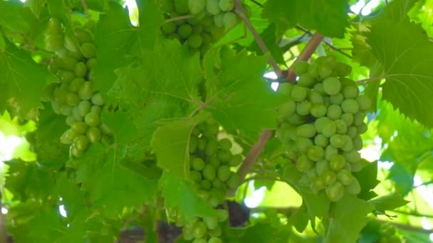 Des Grappes Raisins Verts Poussant Dans Jardin — Video