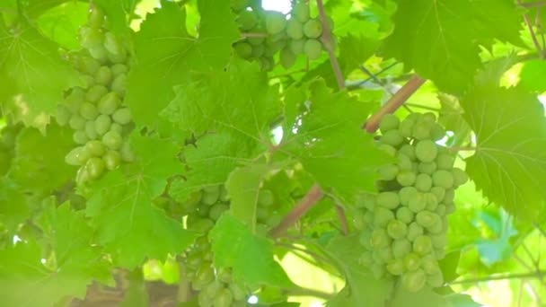 Zielony Winogron Kiście Rosnące Ogrodzie — Wideo stockowe