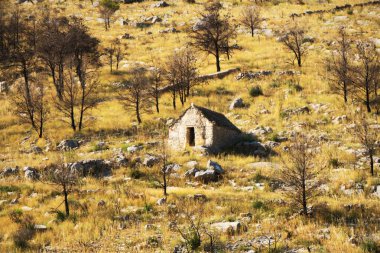 Taş ev yanmış ormanı arasında bir tepe üzerinde.