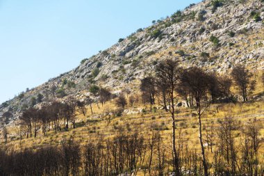 Yanan orman tepe üzerinde. Orman yangınları.