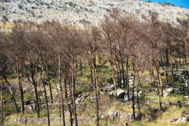 Yanan orman tepe üzerinde. Orman yangınları.
