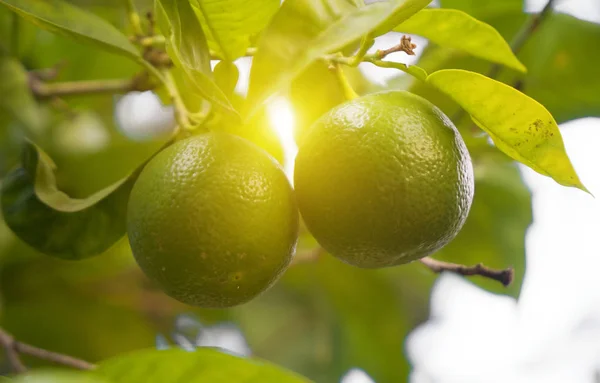 Gröna Limefrukter Trädet Sommaren — Stockfoto