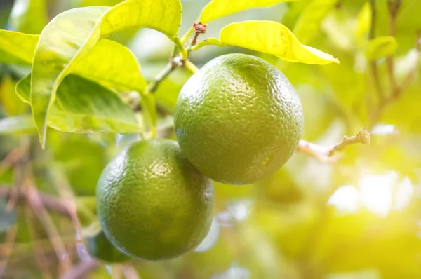 Zielony Limes Drzewie Lato — Zdjęcie stockowe