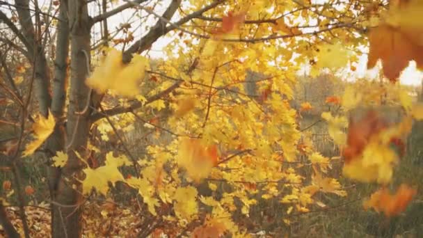 Φθινόπωρο Έχει Έρθει Φύλλα Πέφτουν Από Δέντρα — Αρχείο Βίντεο