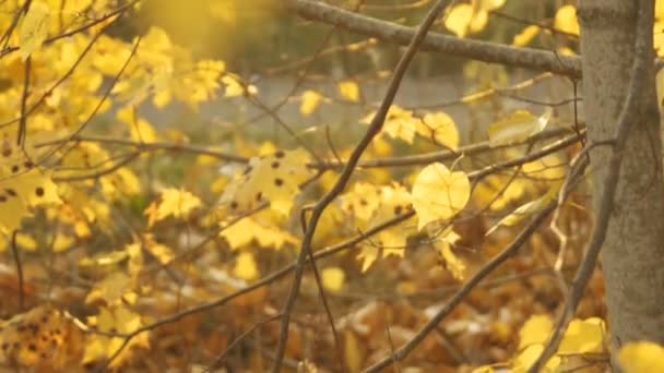 Autumn Has Come Trees Yellowed Leaves Street — Stock Video