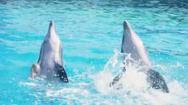 Delfine Wedeln Mit Ihren Flossen Und Schwimmen Davon — Stockvideo
