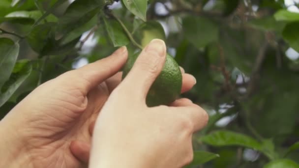 Γυναικείο Χέρι Picking Ώριμα Ασβέστη Από Δέντρο — Αρχείο Βίντεο