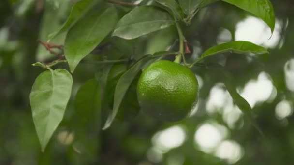 Hembra Recogiendo Lima Madura Del Árbol — Vídeos de Stock