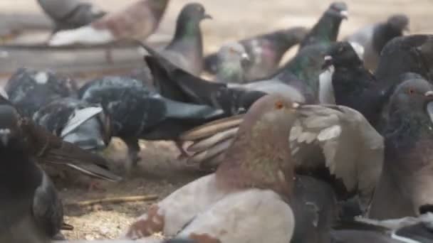 城市公园里的大量疯狂鸽子 — 图库视频影像