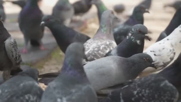 都市公園における狂牛病の鳩がたくさん — ストック動画