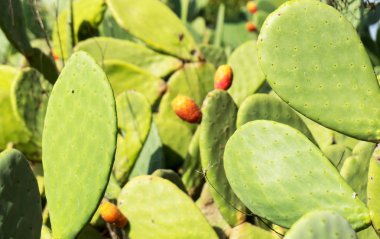 Yakın çekim fotoğraf yeşil çiçekli kaktüs.