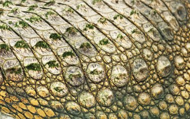 Timsah derisi Ulusal Hayvanat Bahçesi görünümünü yakın çekim.