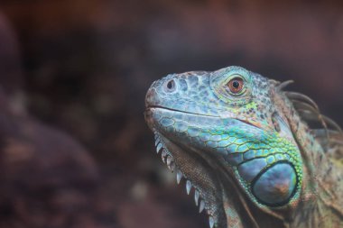 Dikey görünüm ortak Yeşil İguana.