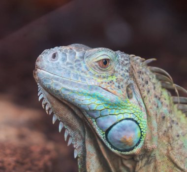 Dikey görünüm ortak Yeşil İguana.