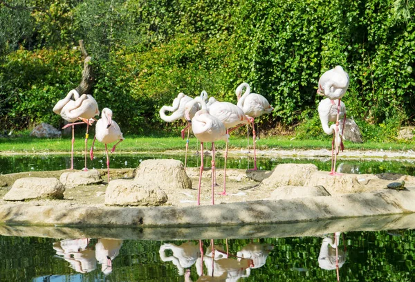 Kilka Białych Flamingi Parku Narodowym — Zdjęcie stockowe
