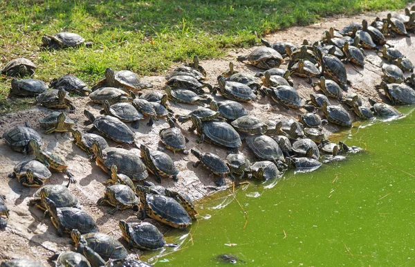 Masser Skildpadder Solbadning Dammen Stranden - Stock-foto