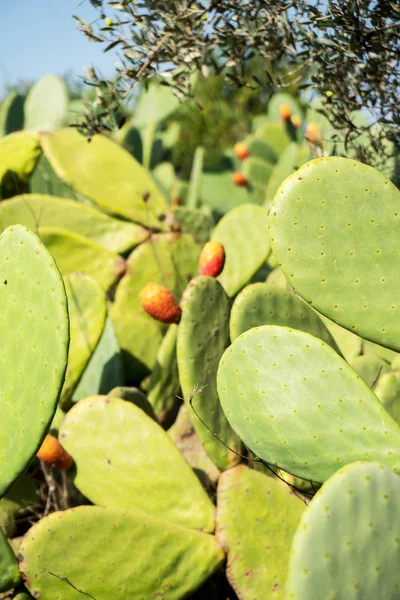 绿开花仙人掌特写照片 — 图库照片