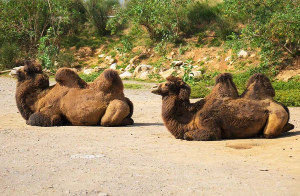 Pozostałe Dwa Wielbłądy Zoo — Zdjęcie stockowe