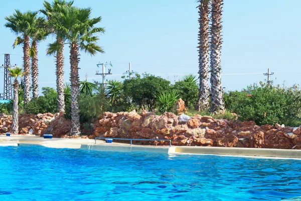 Dolphins Water Show Pool Palms — Stock Photo, Image