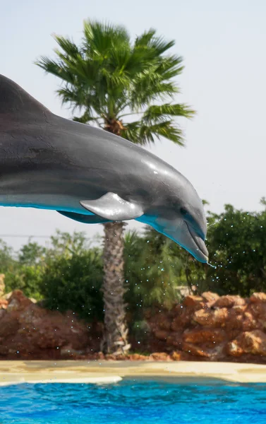 Delphin Fliegt Während Wassershow Durch Die Luft — Stockfoto